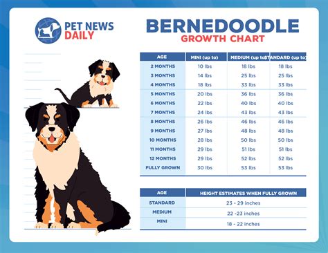 standard bernedoodle growth chart|Bernedoodle Size Chart – Growth